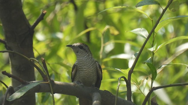 Banded Bay Cuckoo - ML657958532