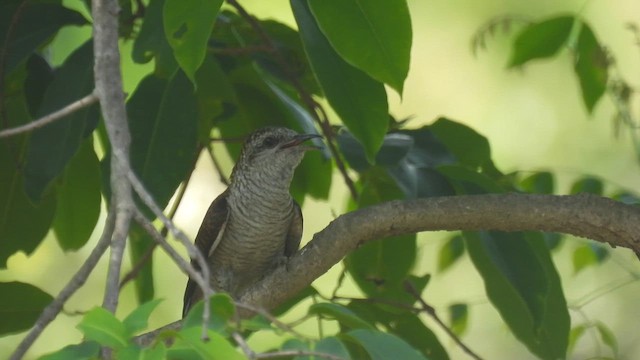 Banded Bay Cuckoo - ML657958533