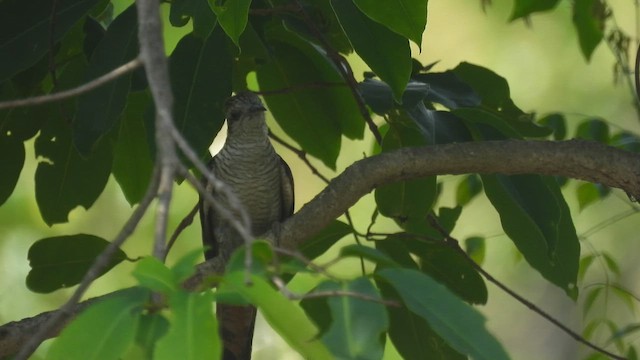 Banded Bay Cuckoo - ML657958536