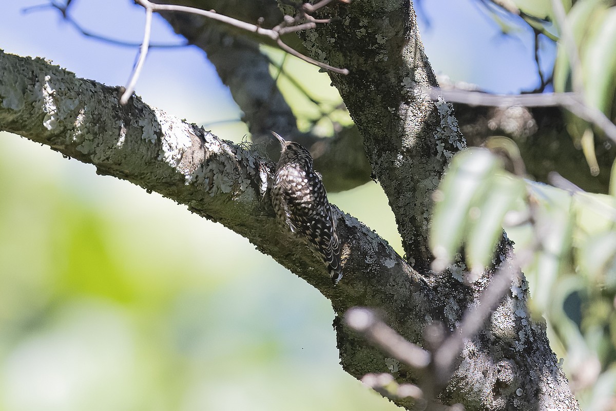 African Spotted Creeper - ML657958557