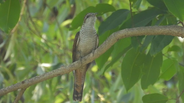 Banded Bay Cuckoo - ML657958610