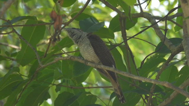 Banded Bay Cuckoo - ML657958621