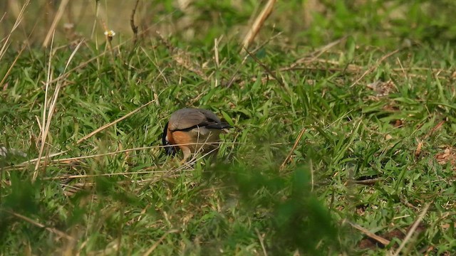 Brahminy Starling - ML657958703