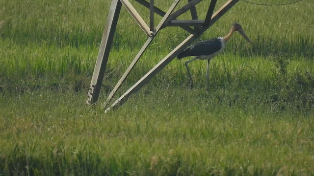 Lesser Adjutant - ML657958720