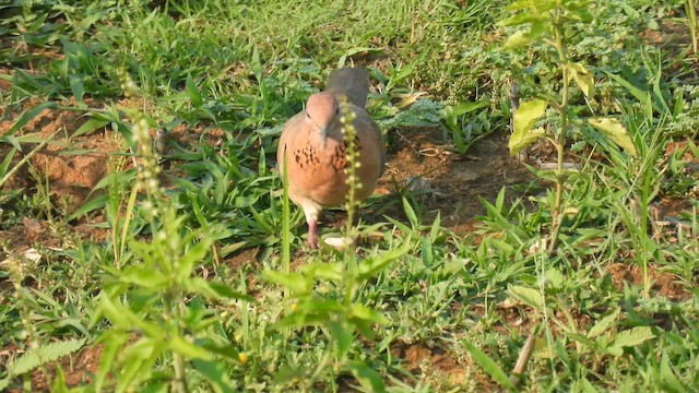 Laughing Dove - ML657958733
