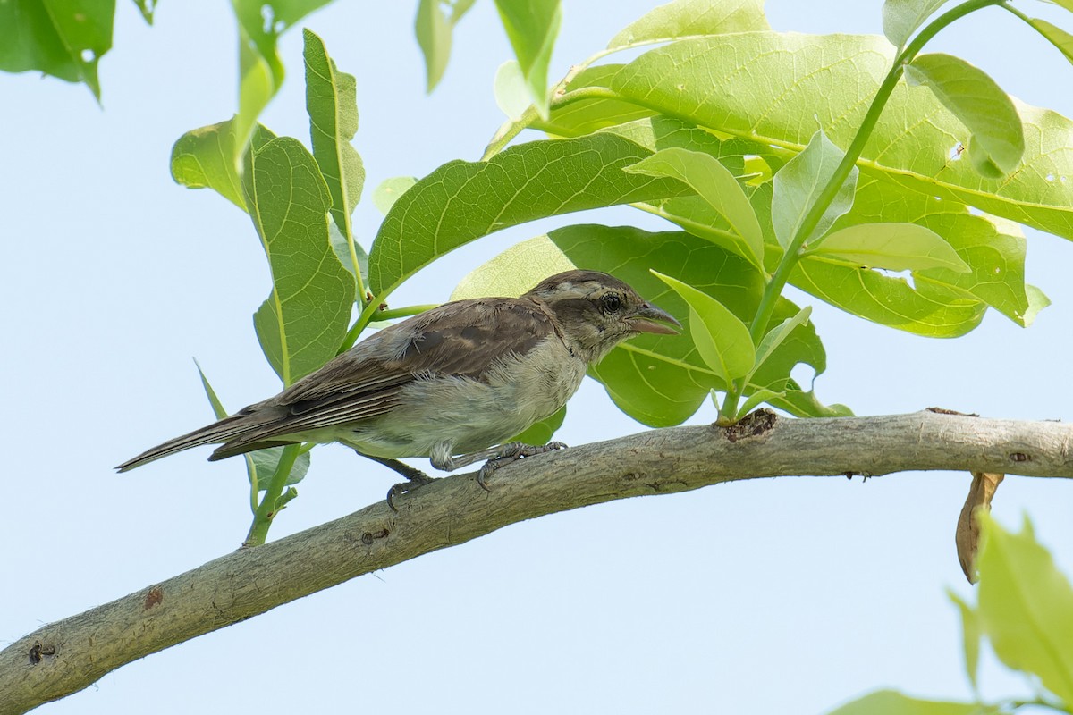 Gorrión Cejudo - ML657958751