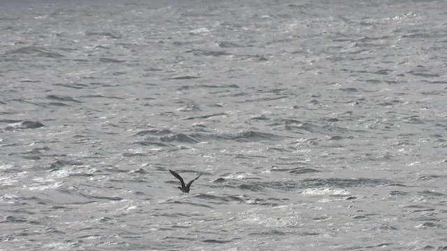 Parasitic Jaeger - ML657958760