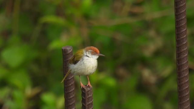 Common Tailorbird - ML657958763