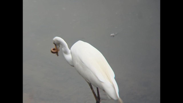 Great Egret - ML657958766