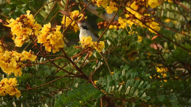 Common Tailorbird - ML657958774