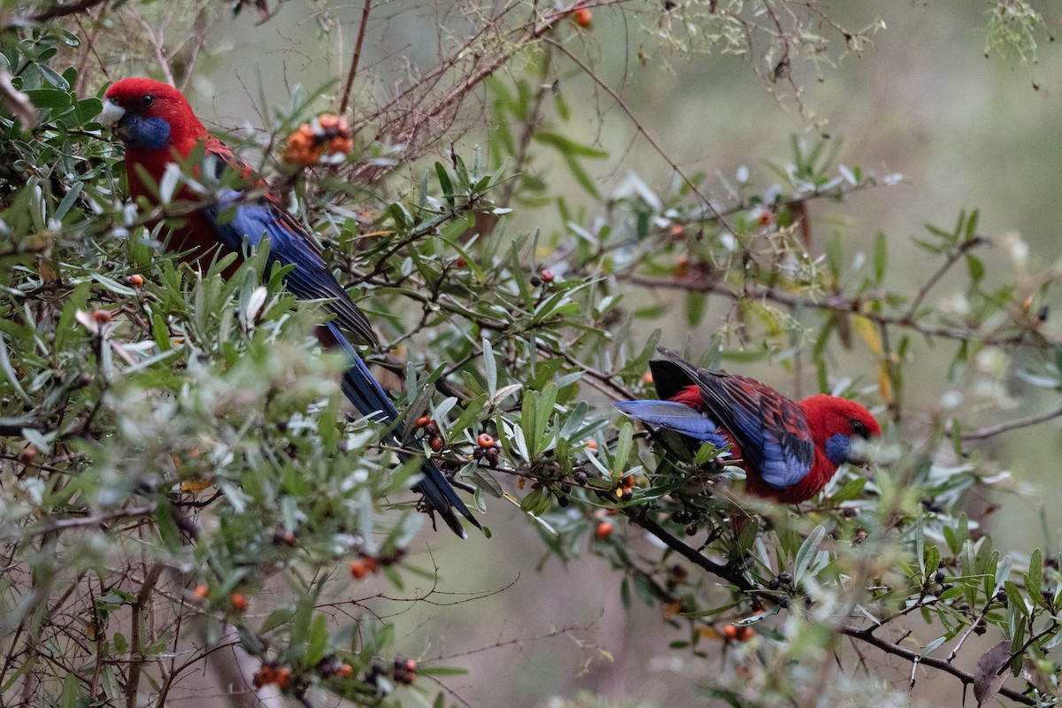 Crimson Rosella (Crimson) - ML657959081