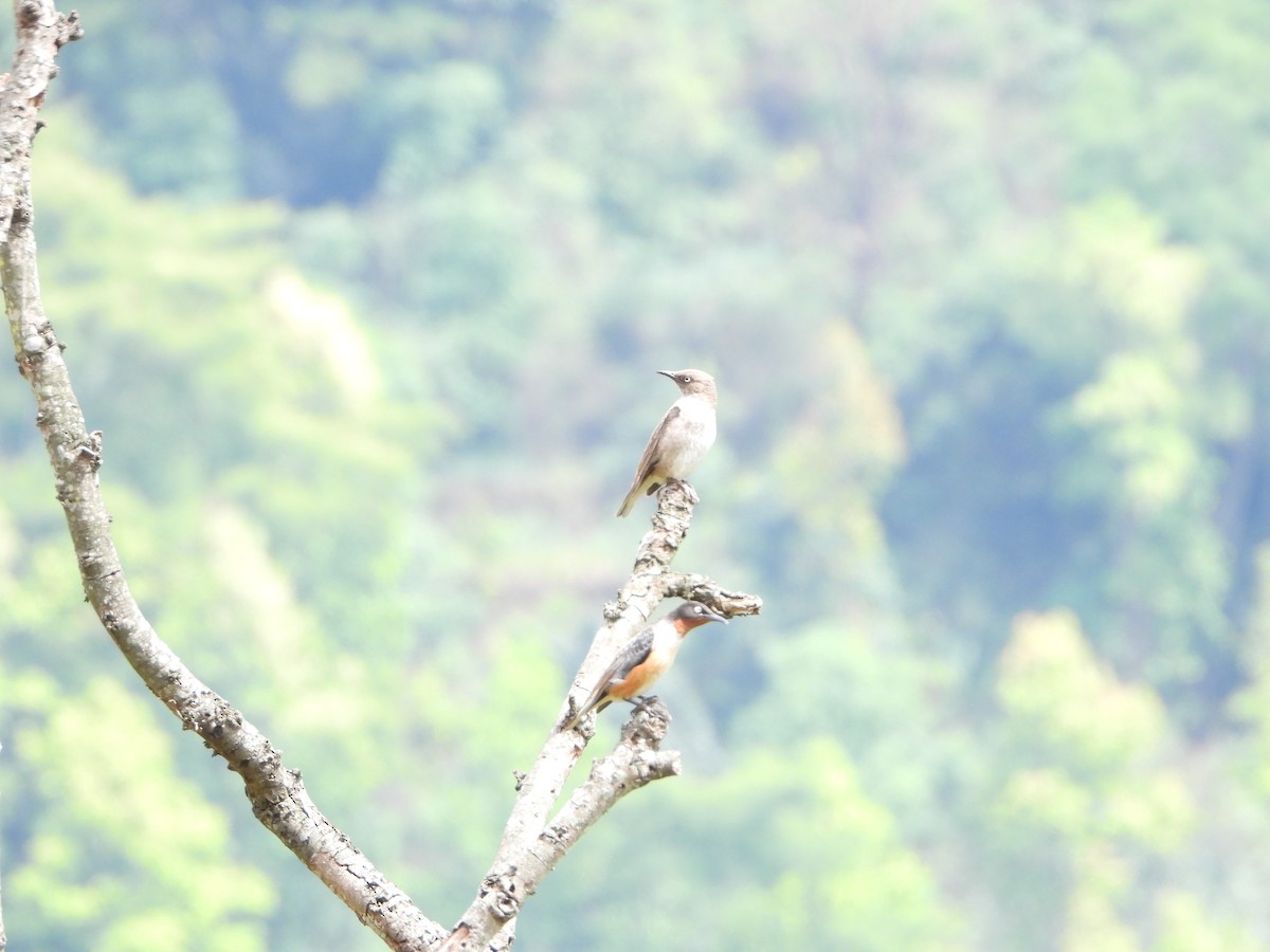 Spot-winged Starling - ML657959088