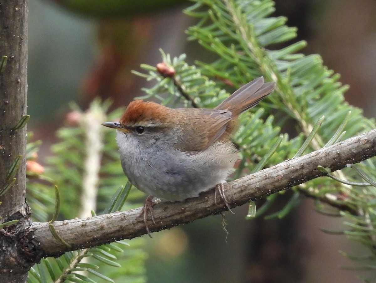 Gray-sided Bush Warbler - ML657959089