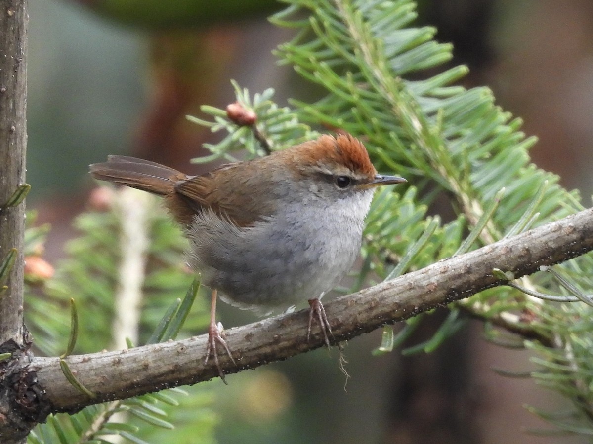 Gray-sided Bush Warbler - ML657959091