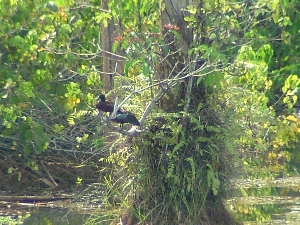 Hartlaub's Duck - ML657959092