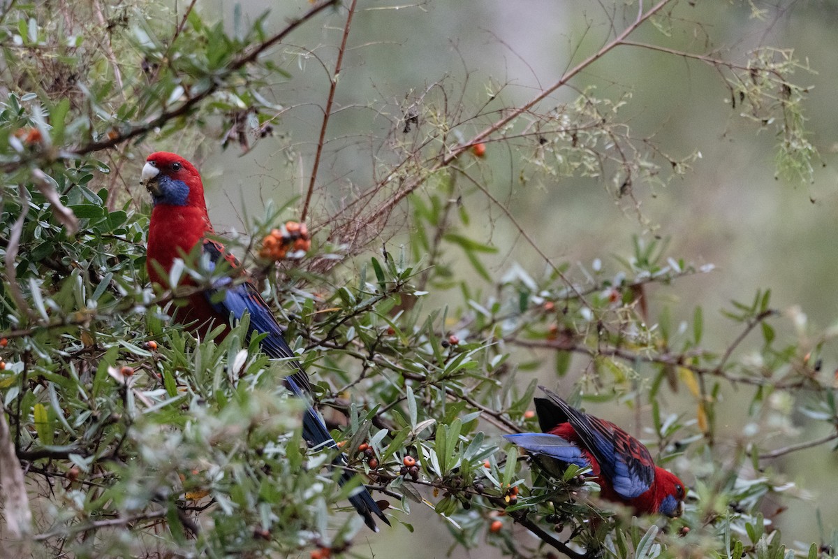 Crimson Rosella (Crimson) - ML657959094