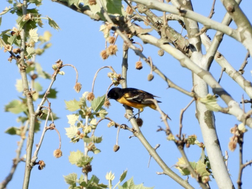 Baltimore Oriole - ML657959095