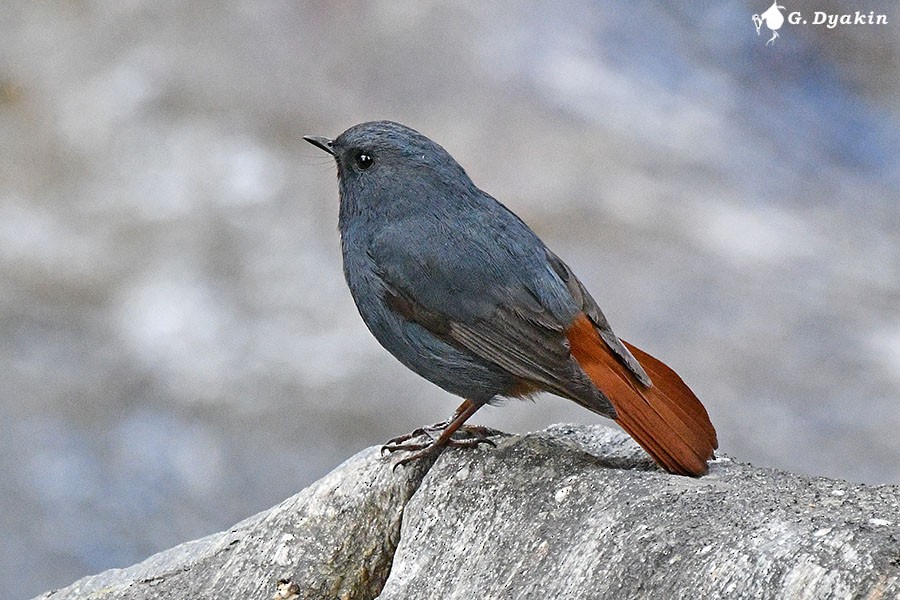 Plumbeous Redstart - ML657959096