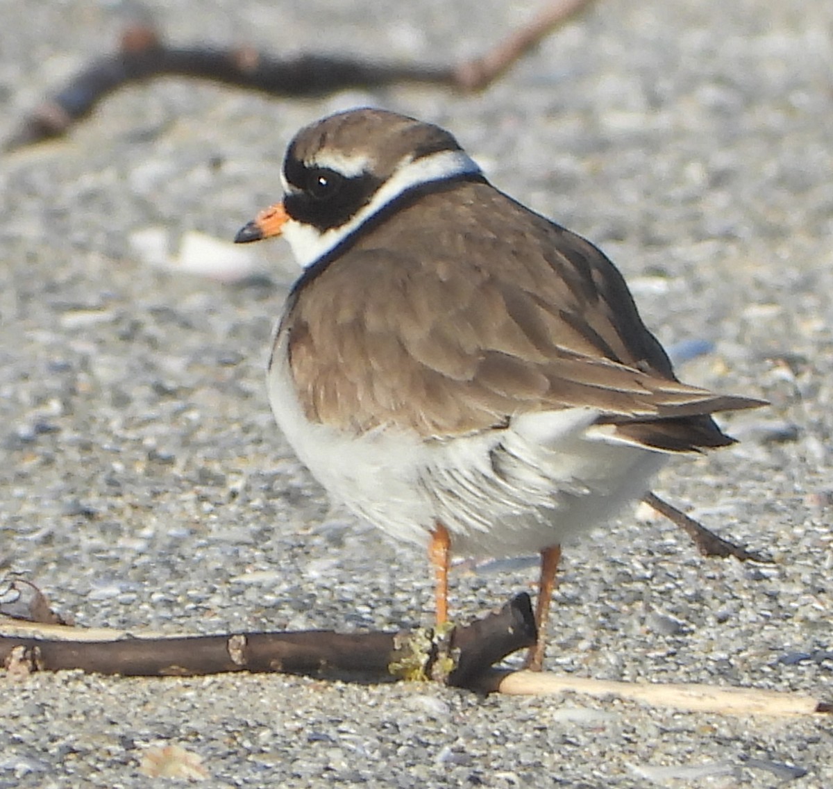 Common Ringed Plover - ML657959097
