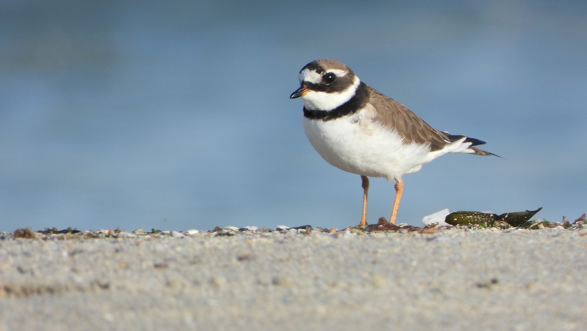 Common Ringed Plover - ML657959098