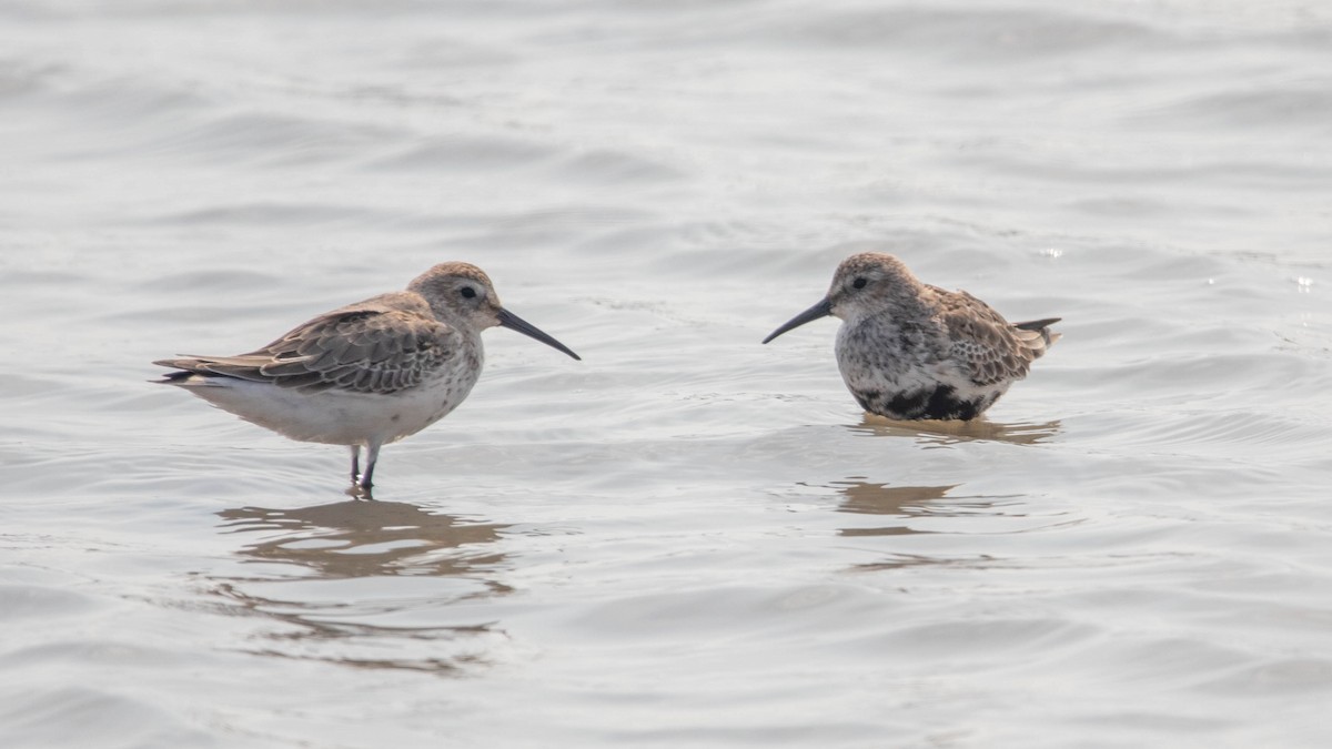 Dunlin - ML657959099