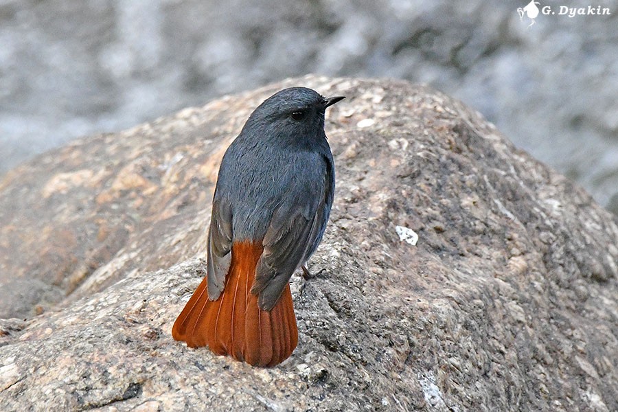 Plumbeous Redstart - ML657959100