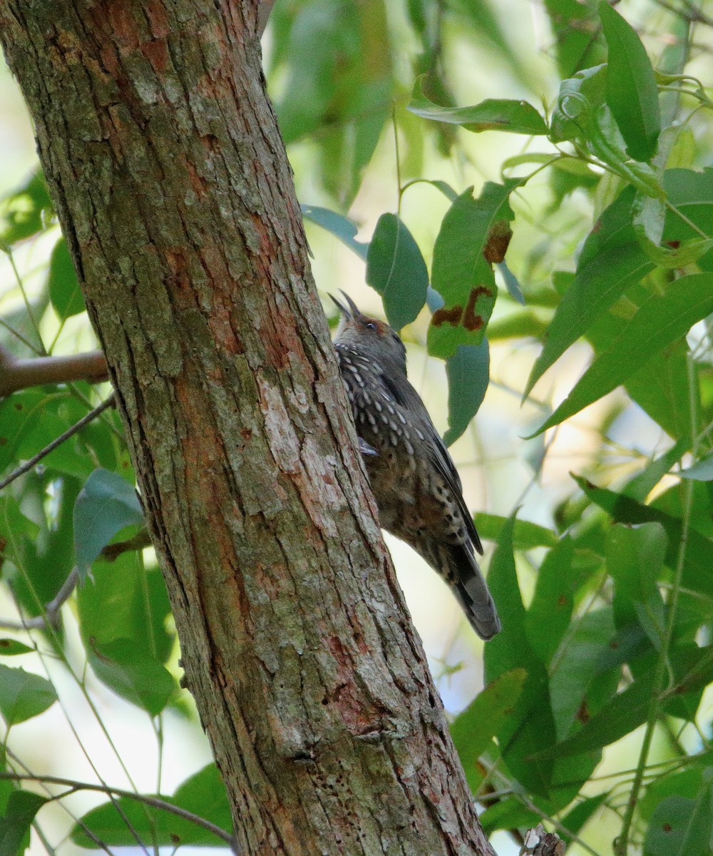 Red-browed Treecreeper - ML657959104