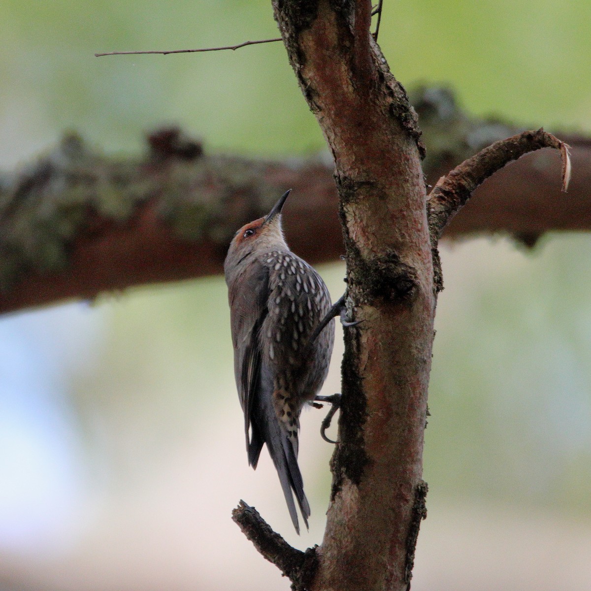 Red-browed Treecreeper - ML657959106