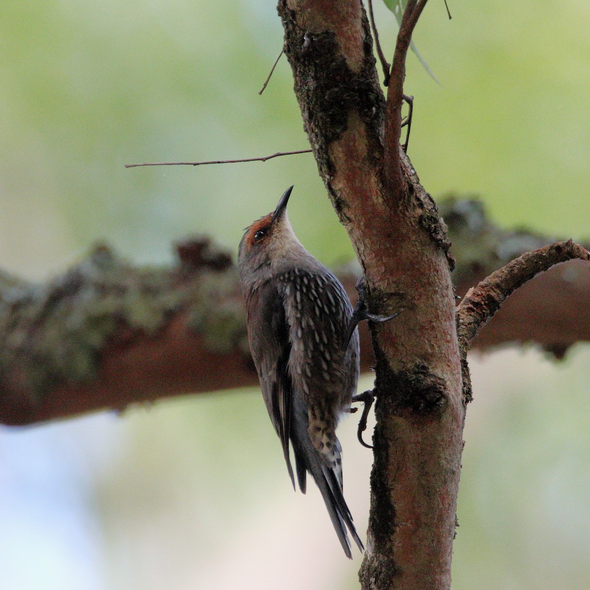 Red-browed Treecreeper - ML657959107