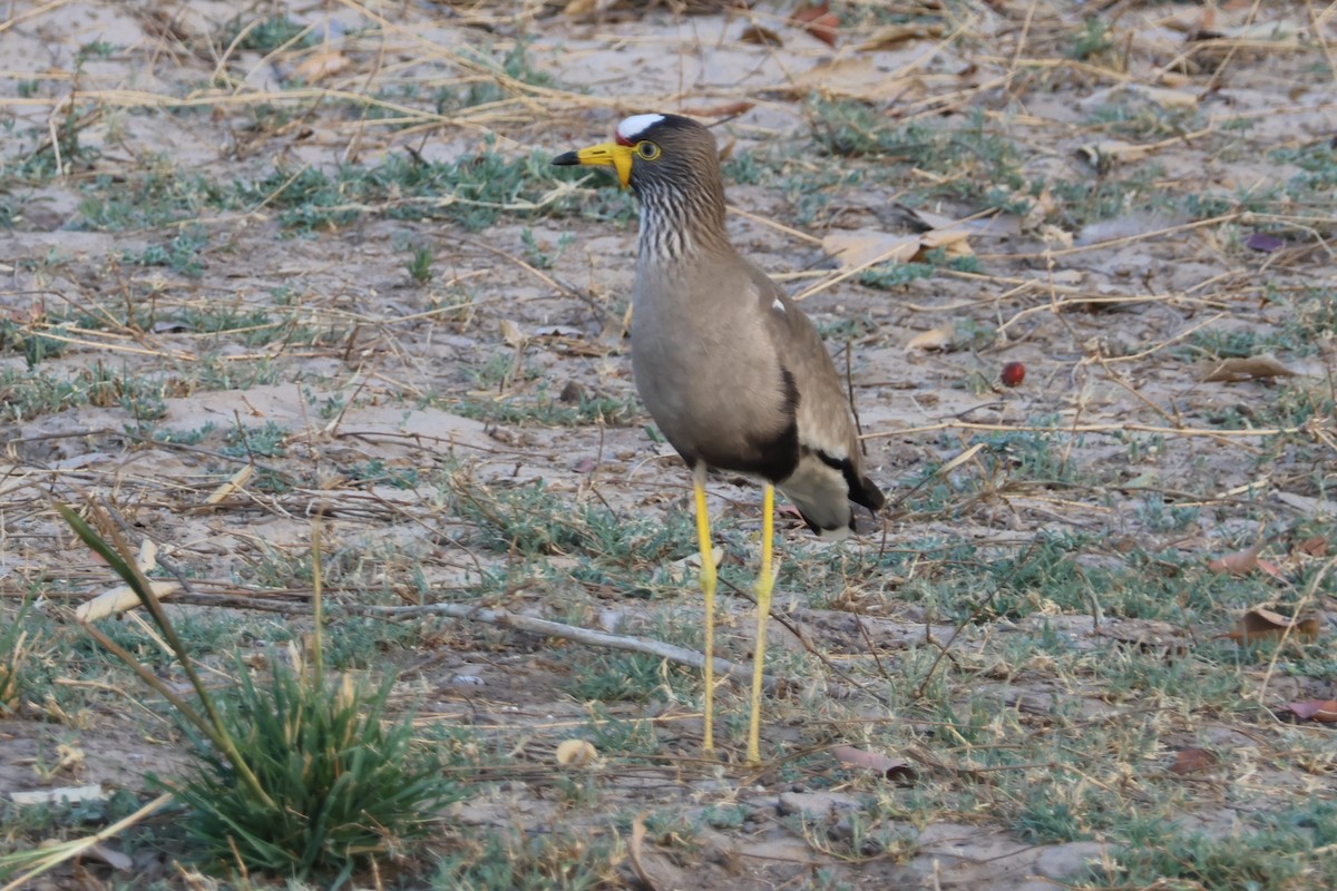 Wattled Lapwing - ML657959108