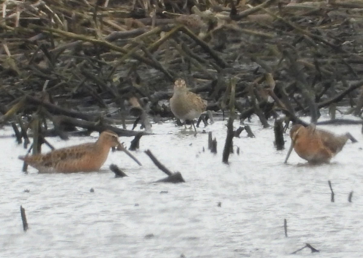 Pectoral Sandpiper - ML657959110