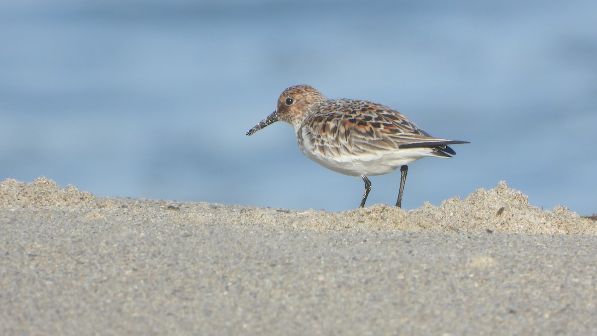 Sanderling - ML657959114