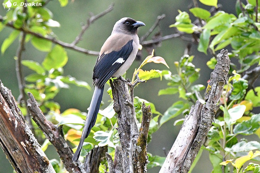 Gray Treepie - ML657959115