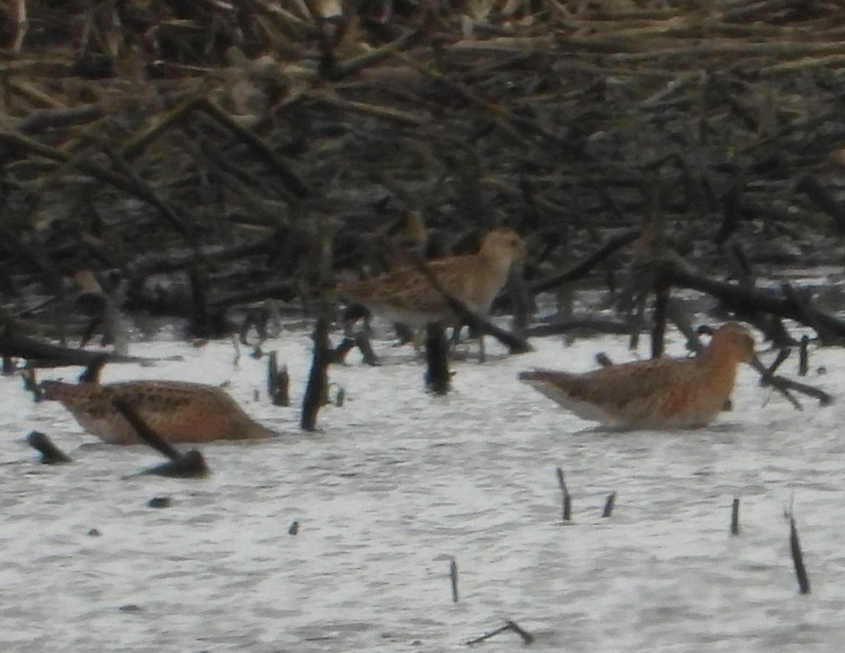 Short-billed Dowitcher - ML657959116