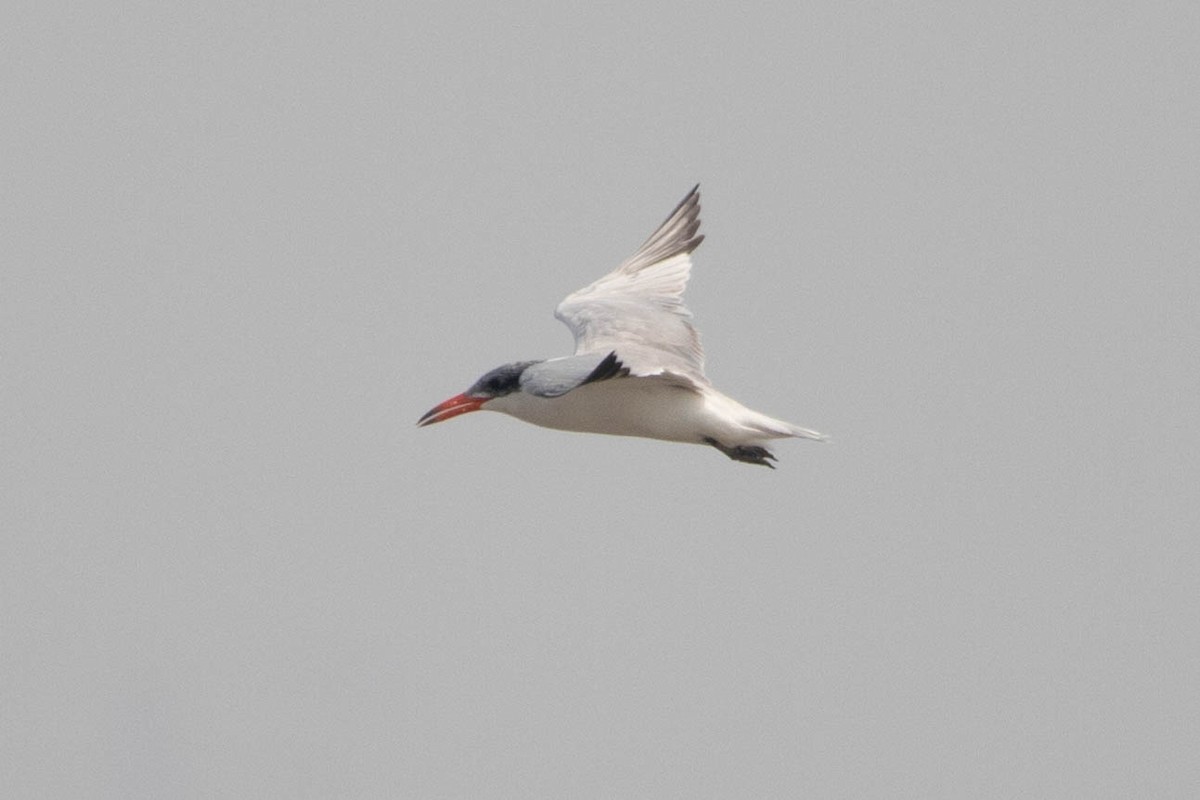Caspian Tern - ML657959118