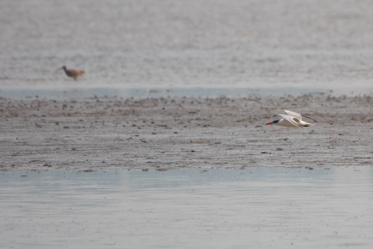 Caspian Tern - ML657959122