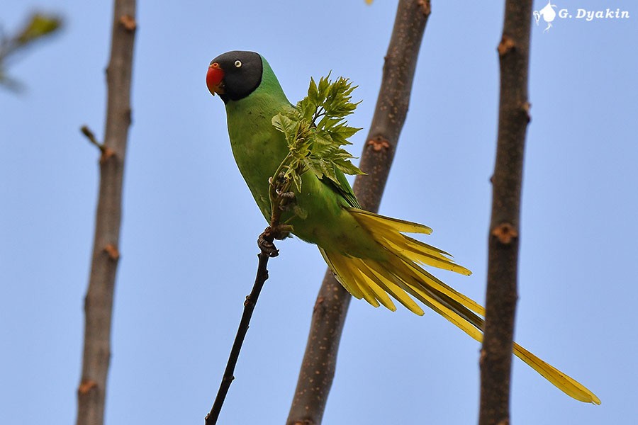 Slaty-headed Parakeet - ML657959123