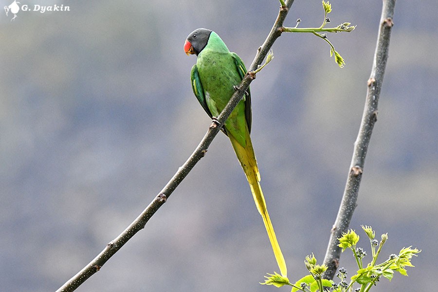Slaty-headed Parakeet - ML657959124