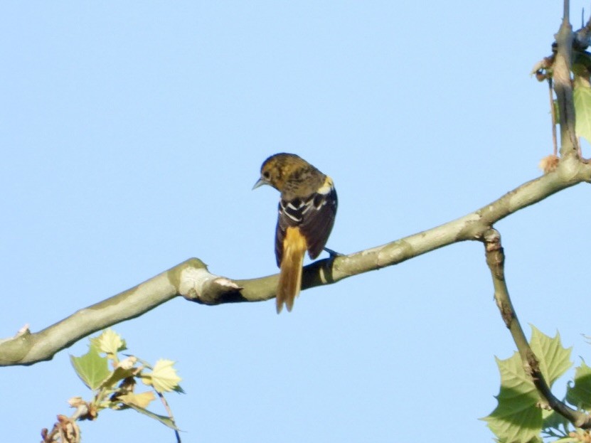 Baltimore Oriole - ML657959125