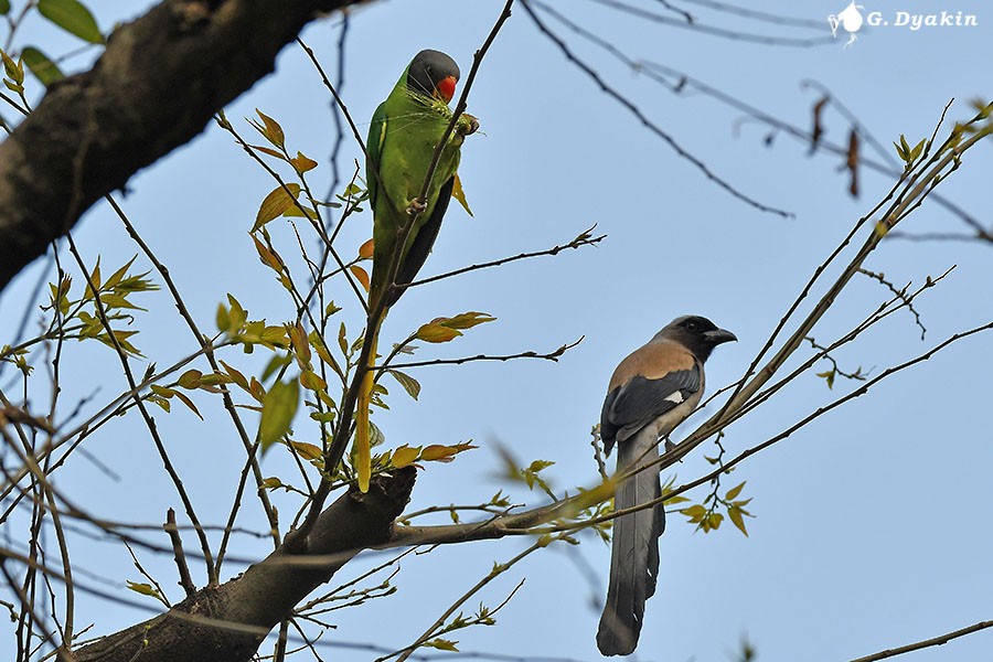 Slaty-headed Parakeet - ML657959126