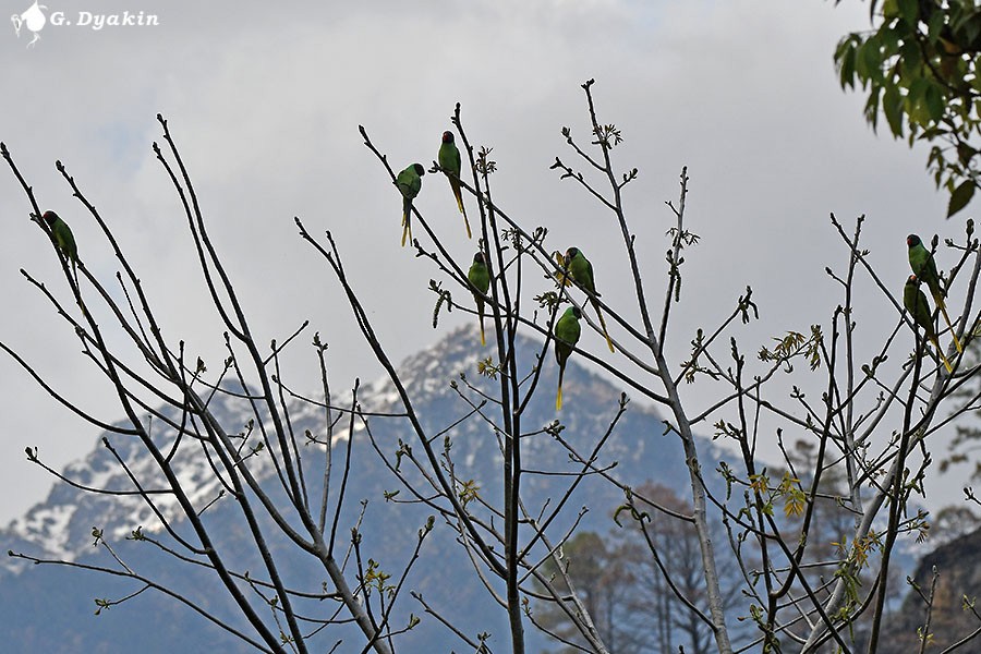 Slaty-headed Parakeet - ML657959127