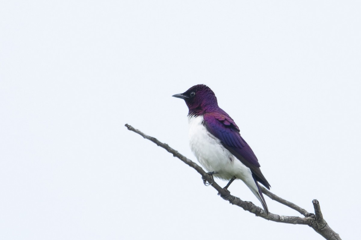 Violet-backed Starling - ML657959128