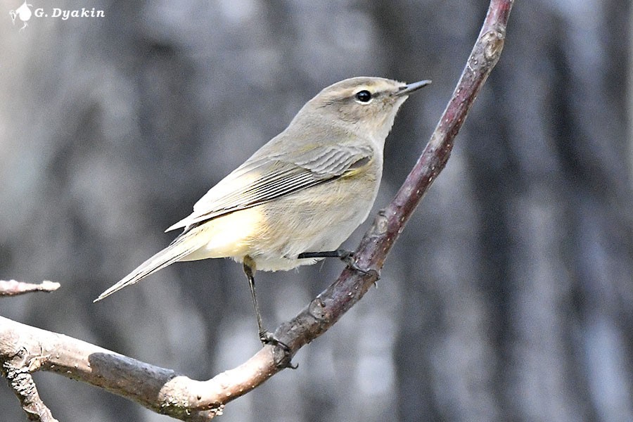 Вівчарик-ковалик - ML657959174