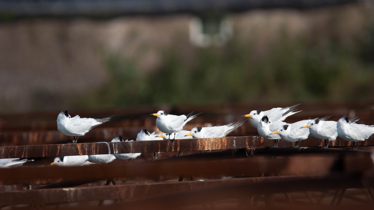Chinese Crested Tern - ML657959361