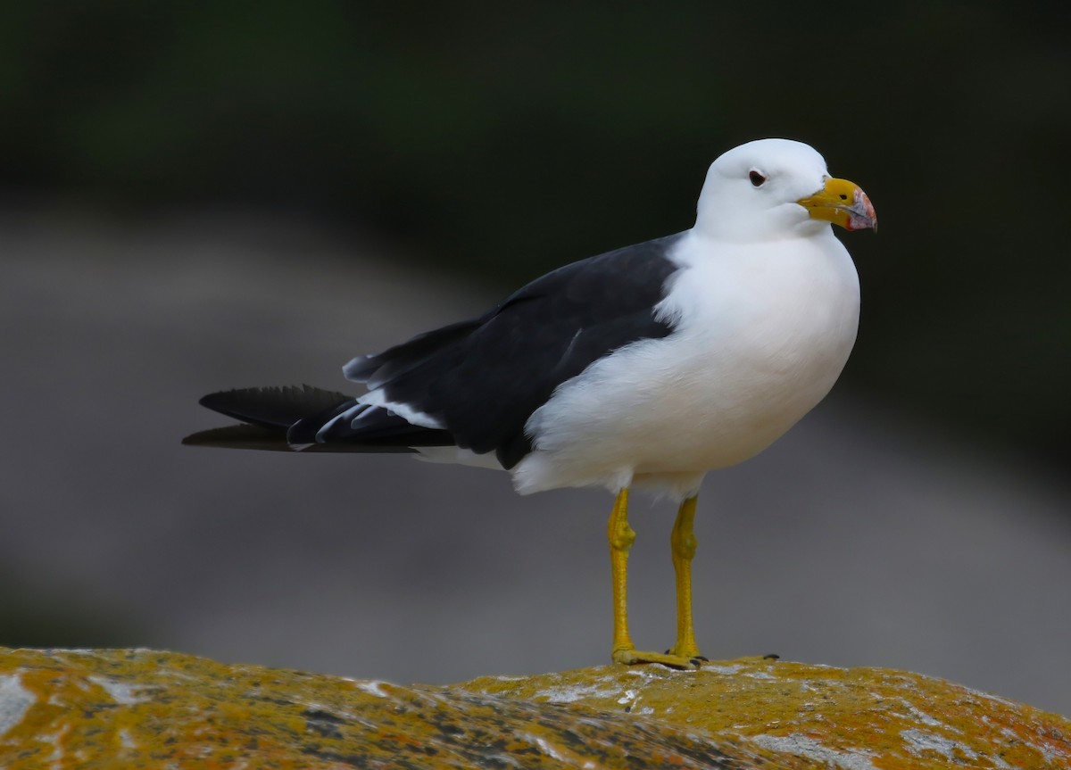 Pacific Gull - ML657959363