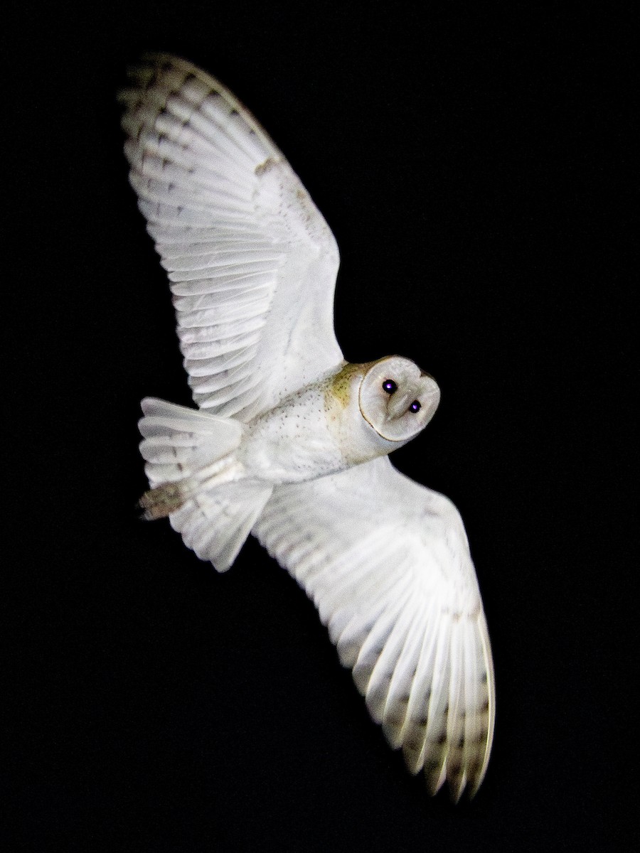 American Barn Owl - ML657959365