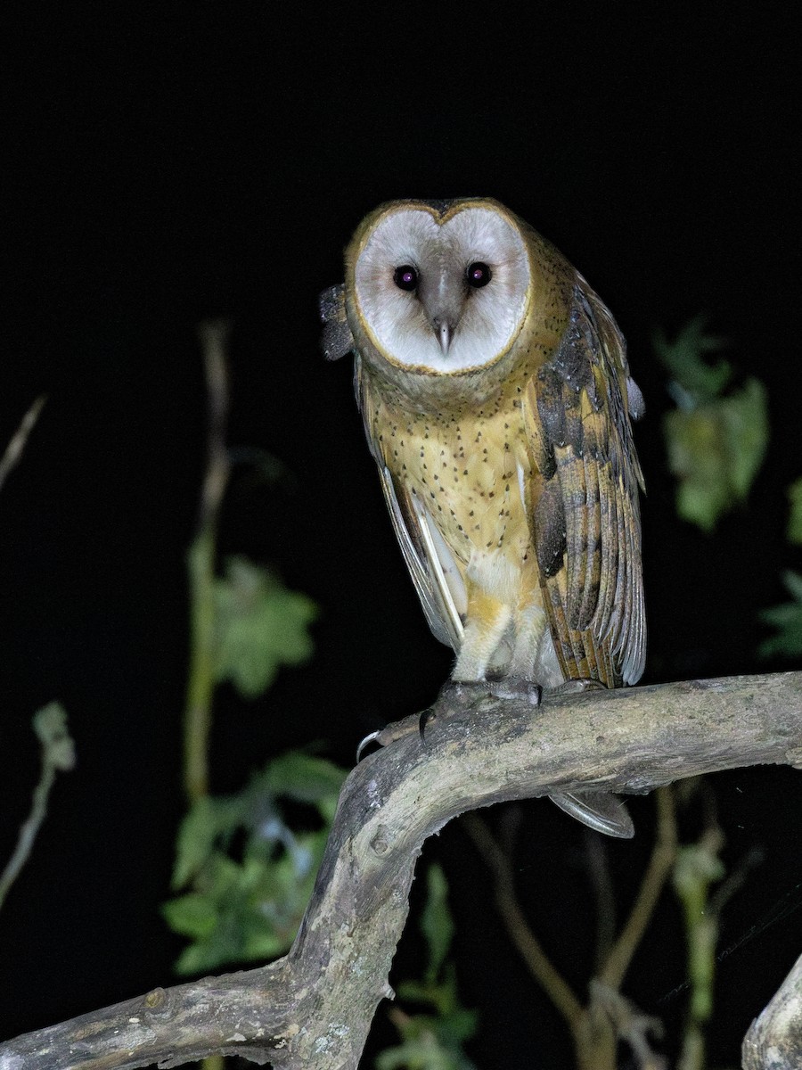 American Barn Owl - ML657959367