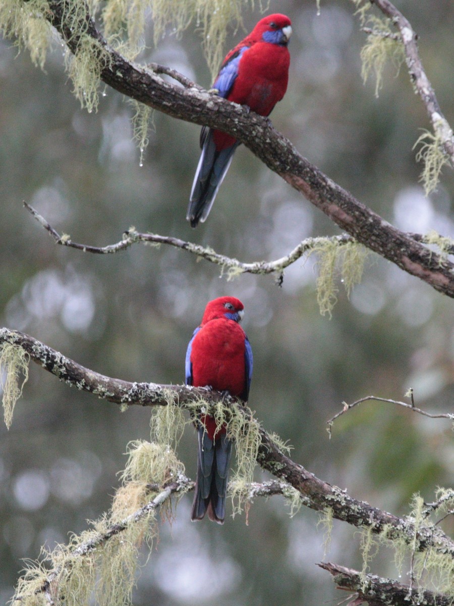 Crimson Rosella - ML657959368