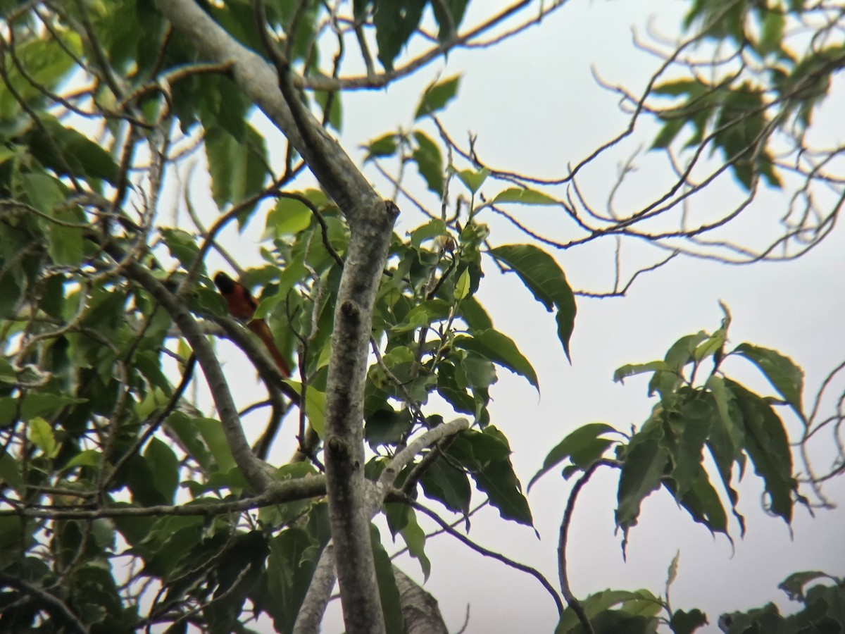 Scarlet Minivet - ML657959369