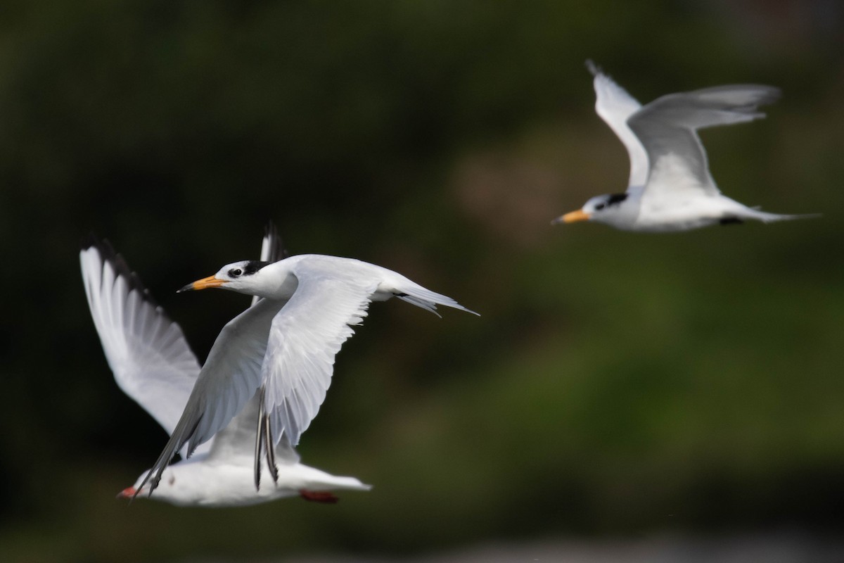 Chinese Crested Tern - ML657959370